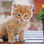 Iznenađujuća veza između mačaka i ljudi oboljelih od raka