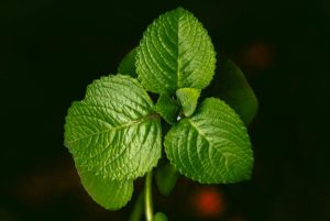 menta-1746914255-821x550