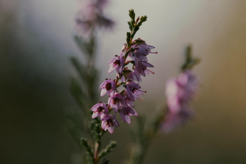 thymus-vulgaris-pexels-1746578898-821x550