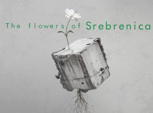cvjetovi srebrenice