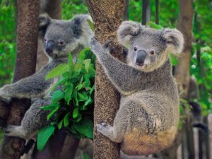 naucnici-otkrili-zasto-je-svega-deset-minuta-na-tlu-smrtonosno-za-koale-koala_687eb77e638df