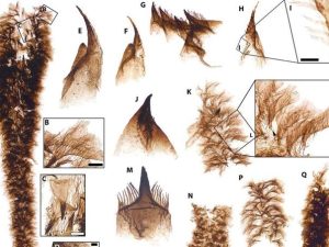 nevjerovatno-otkrice-ovako-je-izgledao-zivot-prije-500-miliona-godina-fsdgfjnhj_6881d038e4cb4