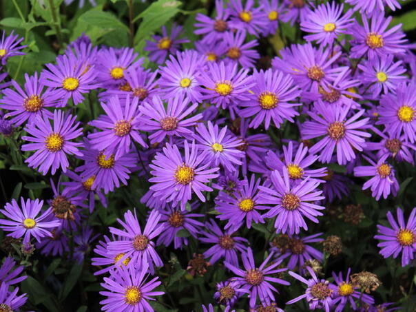 ovo-cvijece-posadite-u-augustu-i-imat-cete-sareno-dvoriste-do-kasne-jeseni-aster_68890fa01582e