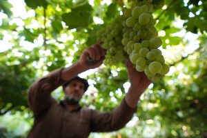 Berba grozdja AA (4)