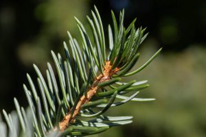 PancicevaOmorika_07-1536x1024