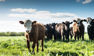 1769769264_Screenshot_2026-01-30_113057