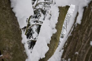 Hladno snijeg stablo