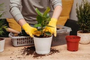 presađivanje biljke