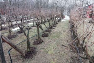 vinograd-1769076924-821x550