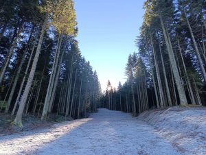 zima sunce šuma snijeg