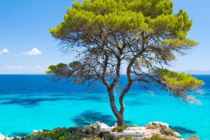 halkidiki-2024-pine-tree-shutterstock-151992632-hybris-1771326950-821x550