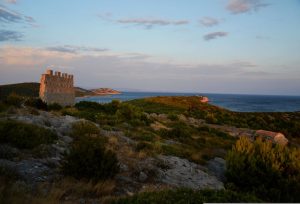 1773935588_anemone123-kornati-islands-1557717