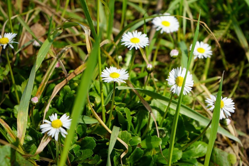 bijele rade proljeće cvijeće