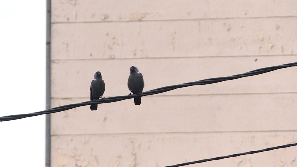 ptice-na-zici-216459