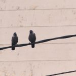 Hobi koji štiti mozak od starenja: Nauka otkrila iznenađujuće moćan efekat