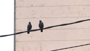 ptice-na-zici-216459