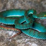 Skriveni svijet Kambodže: Nove vrste otkrivene u tajanstvenim pećinama