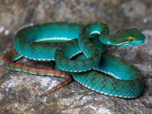 skriveni-svijet-kambodze-nove-vrste-otkrivene-u-tajanstvenim-pecinama-zmija-kambodza_69c1b4723e550