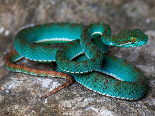 skriveni-svijet-kambodze-nove-vrste-otkrivene-u-tajanstvenim-pecinama-zmija-kambodza_69c1b4723e550