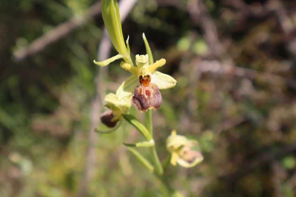 Orhideja Ophrys archieplagi-3 foto Omladnski klub Novi val Blagaj (4)