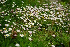 Proljeće cvijeće Sunce