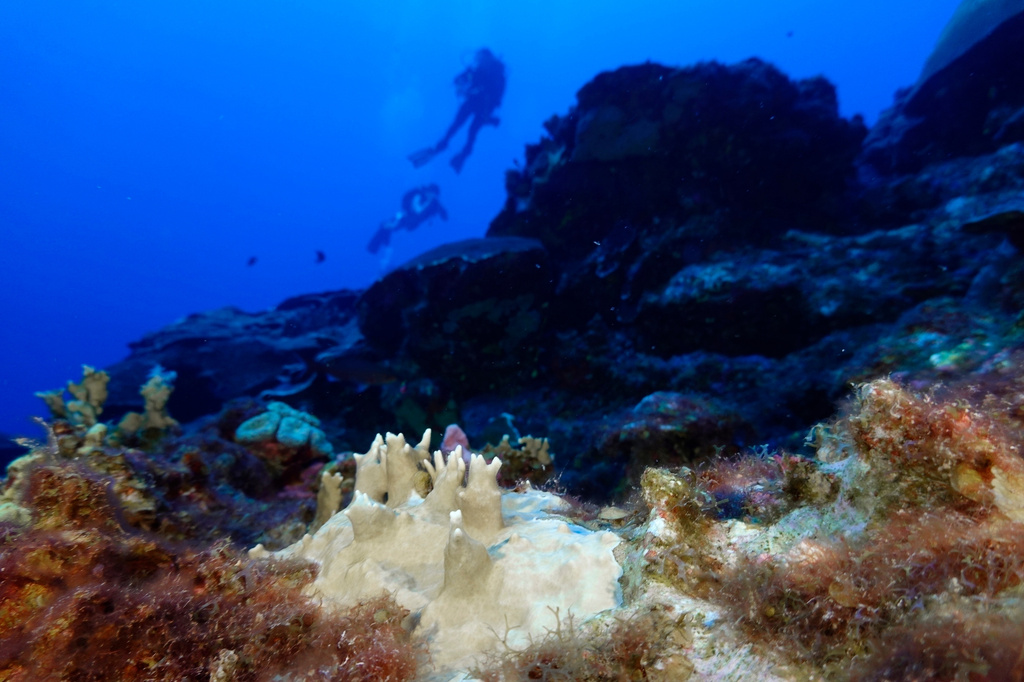 Climate Choices Coral Safe Sunscreen
