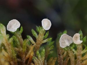 u-blagaju-otkrivene-izuzetno-rijetke-vrste-gljiva-l-b05ae759bb558260cd5a98fca47f3822_69d69ba46ee9e