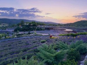 festival-lavande-tri-lica-bilja-slavi-biljke-kroz-umjetnost-gastronomiju-te-ljepotu-i-zdravlje-lavanda_6a5f4758bcada