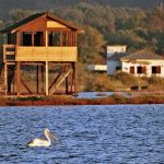 Ulcinjska solana propada, ugroženo jedno od najvažnijih staništa ptica u Evropi