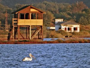 ulcinjska-solana-propada-ugrozeno-jedno-od-najvaznijih-stanista-ptica-u-evropi-ulcinj-solana-3_6a57694971e35