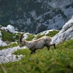 Julijske Alpe više ne mogu podnijeti toliki broj turista: Uskoro nova ograničenja