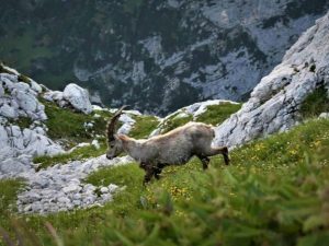 julijske-alpe-vise-ne-mogu-podnijeti-toliki-broj-turista-uskoro-nova-ogranicenja-julijske-alpe_6a8022369e107