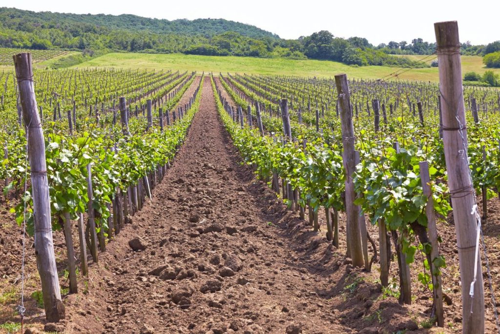 vinarija-profimedia