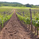 Napravljena je najveća digitalna mapa vinograda i vinarija na svijetu – uključena i Bosna i Hercegovina